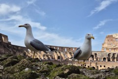 Photogenic pigeons thinking we have food.