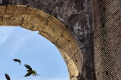 A great shot of Colosseum birds.