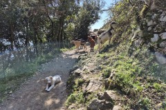 We ran into several herds of goats, wearing cowbells, and accompanied by friendly dogs.