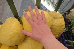 Some of the Amalfi lemons get quite large.