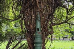 Nature in the city at Cismigiu Gardens.