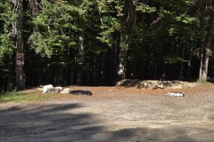 A friendly pack of dogs outside of a mountain restaurant where they are sure to be fed by customers.