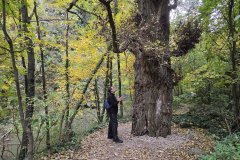 Old trees in Turda Gorge.
