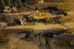 Istanbul is famous for its cat population.