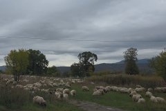 On the road again, seeing a real live shepherd on the side of the road made my day.